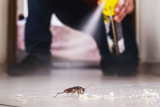 Best Residential Pest Control  in South Shore, KY